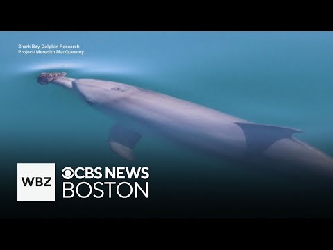 海綿をクチバシにつけ、狩りを行うオーストラリアのイルカ | カラパイア