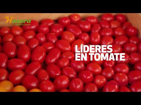 , title : 'Hazera Roma tomato types – new VANESSA variety'