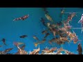 Synodontis nigriventris Synodontis nigriventris