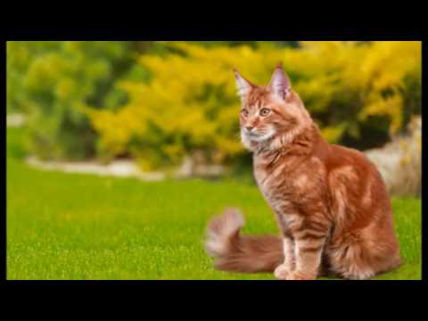 Care for Cats - Flea and Tick Medicine Poisoning in Cats - Cat Tips