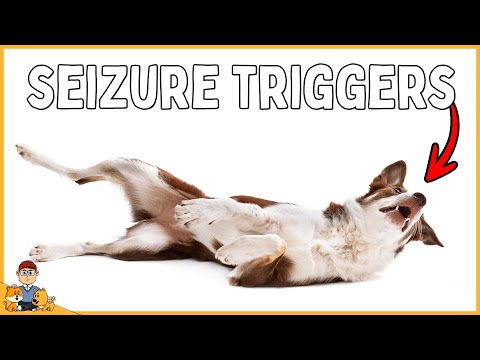 5 Common Triggers of Dog Seizures and How to Manage Them