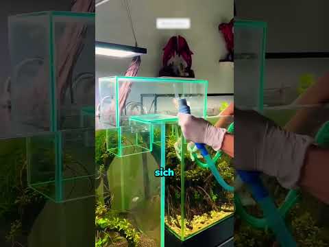 Brücke zwischen zwei aquarien bauen 😲