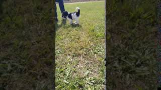 Video preview image #1 Labradoodle Puppy For Sale in SPENCERVILLE, IN, USA