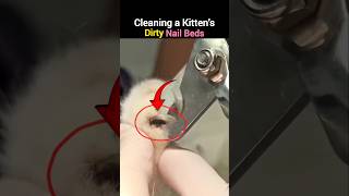 Cleaning a Kitten’s Dirty Nail Beds #KittenCare #CatCare #KittenGrooming #CatGrooming #PetCare #fyp