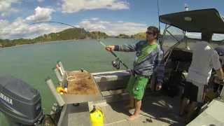 Coromandel New Zealand Bronze Whaler #2