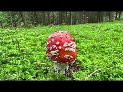 something strange in the neighborwood