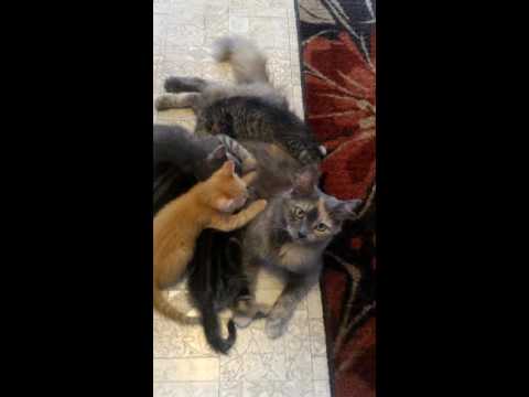 "Royal Mommy" Video, an adopted Dilute Calico in Cuyahoga Falls, OH_image-1