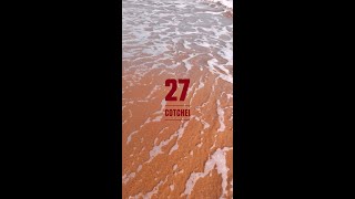 Cotchei - FACE DE JOBARD