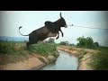 Jallikattu Madu