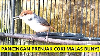 Download lagu Suara Prenjak Coki BETINA GACOR | Masteran & Pancingan Cinenen Coki BAHAN agar cepat bunyi NGEPLONG mp3