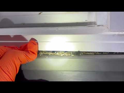 Under the Window Frame Are Carpenter Ants in Bridgewater, NJ