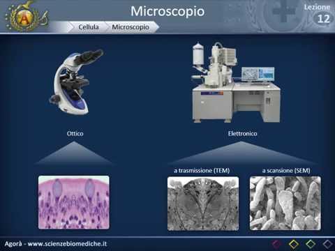 Farmaci per parassiti in intestini Lyambliya e colite