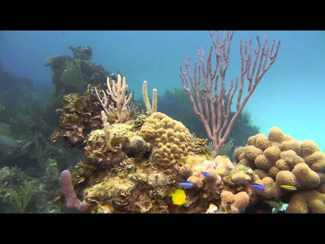 SCUBA Diving Russel Island Reef near Eleuthera, Bahamas