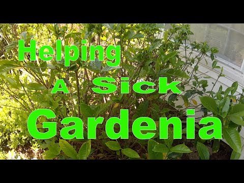Helping a Sick Gardenia
