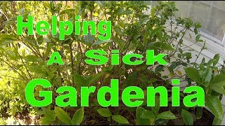 Helping a Sick Gardenia