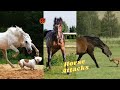 HORSE ATTACK Compilation