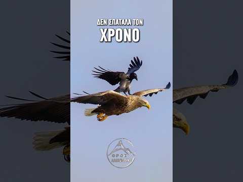 Ο Αετός και το Κοράκι | The Eagle and the Crow #foryou #shorts