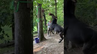 animale corcitura intre ponei si zebra