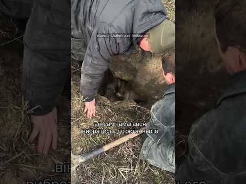 У цю яму чотирилапий Петрович забрався, аби сховатися російських атак, але самостійно не міг… 🥺