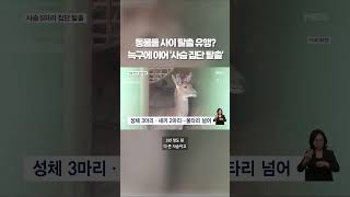 늑구에 이어 사슴도 '집단 탈출' #shorts #숏톡