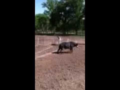 Sam Medlock vs alliedbullriders.com