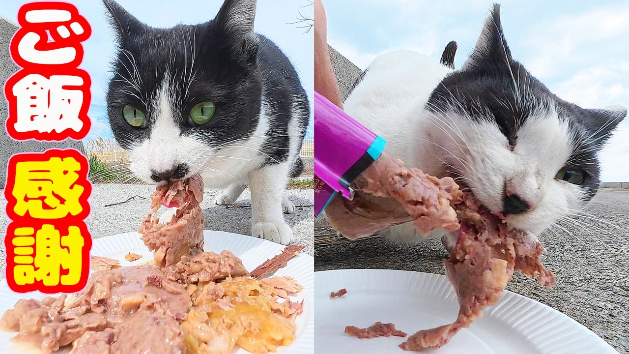 秘境に生きる猫たちにおいしいご飯をあげると・・・ さくらねこたちへのエサやり【視聴だけでも猫たちを助けることになります】支援者様 視聴者様 猫たちに神のご加護を！野良猫の感動猫動画