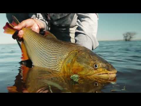 Exploring the Iberá Wetlands: Epic Golden Dorado Fly Fishing Experience
