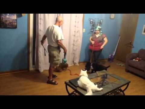 Ariadne distraction training