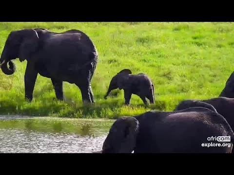 Elephants: Breeding herd with tiny calves. Tembe: Jan 1 2023,  4:30 PM SAST, explore.org