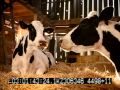 California Cheese Bloopers Cell Phone