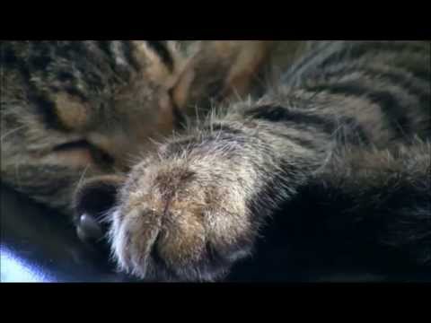 "My baby just cares for me"