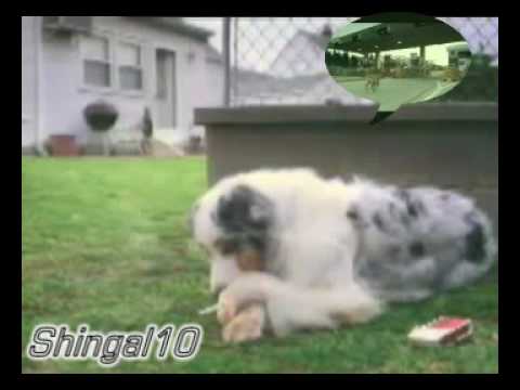 Abdulqahar zaxoy 2010