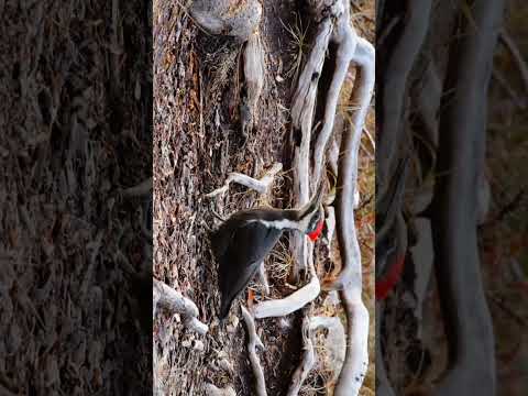 Winter Beauty of Canadian Nature