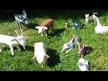 Les animaux de la ferme raconté par Claude Rich - Documentaire animalier