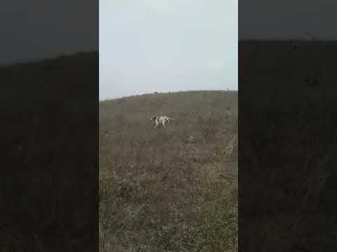 Bıldırıcın Av Videoları 5 Bıldırıcın Av Videoları 5