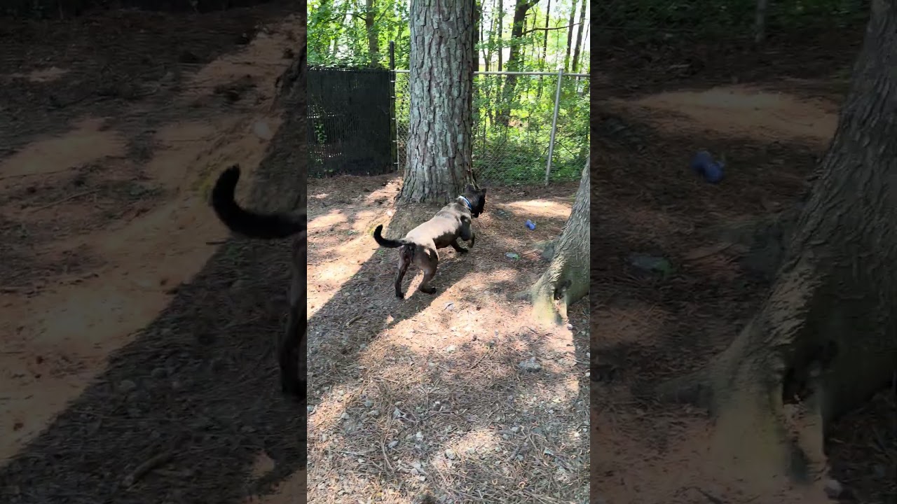 Enlarge CANYON, a Adoptable mixed breed in Marietta, GA video 6/6