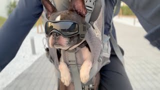 海散歩〜犬とチャリで来た〜
