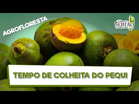 Pequi Harvest Time