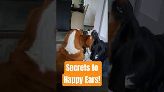 Basset Hound Proves Love is Real