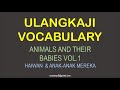 Animals And Their Youngs 1