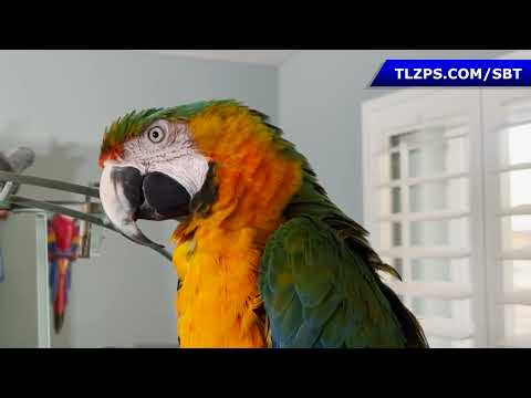 Calypso the Catalina Macaw | SBT @ The Landing Zone Parrot Sanctuary
