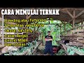 CARA MEMULAI TERNAK KAMBING SUPAYA SUKSES DENGAN MUDAH