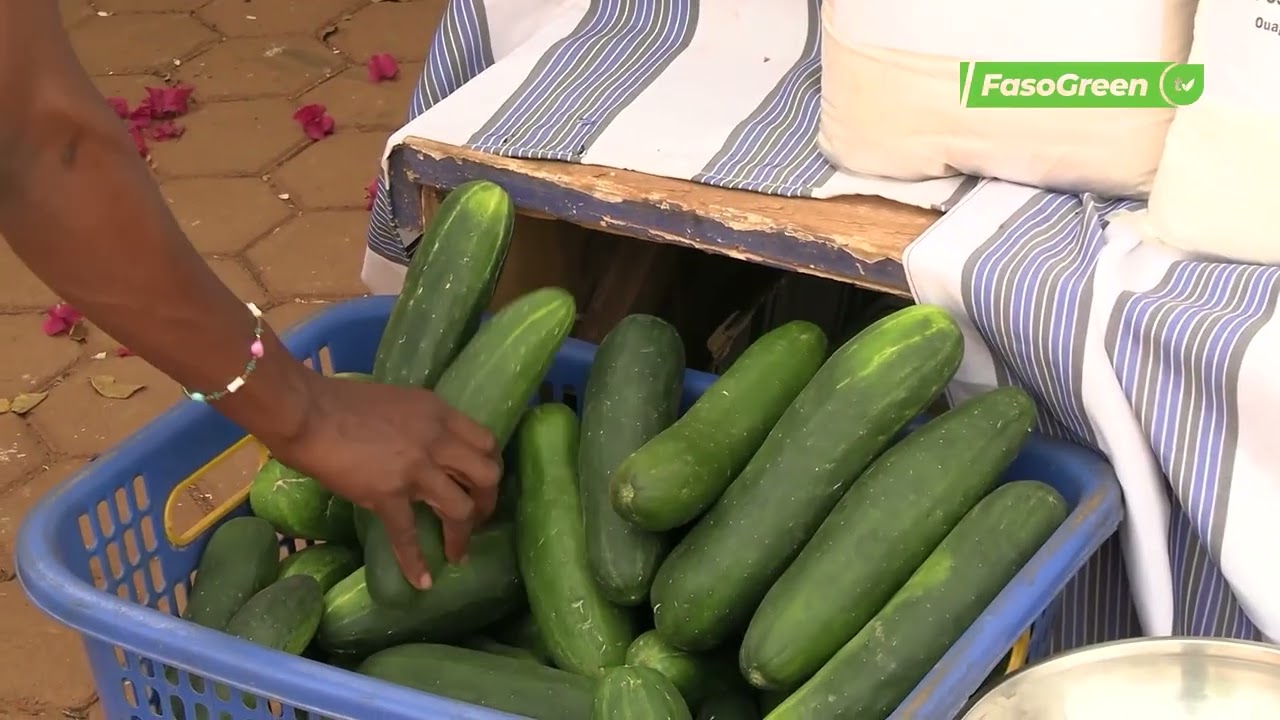 Des semences bio aux légumes frais : cap sur l’agroécologie scolaire au Burkina Faso