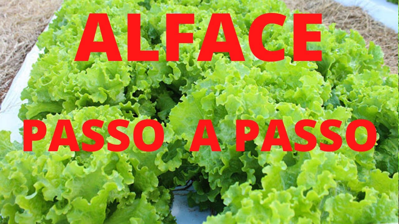 Como Plantar Alface, do Plantio a Colheita - Completo!