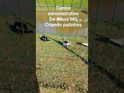 centro administrativo de Araxá MG criando patinhos muito lindo #brasillevsemfim