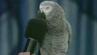 talking parrot Einsteins Vocab amazing