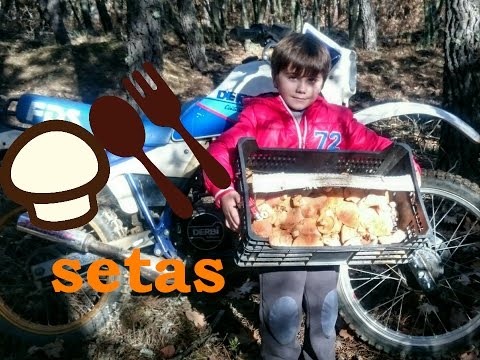 A BY ARROWS. SEEKING AND COOKING NICKS. EDIBLE MUSHROOMS. VIDEO for CHILDREN