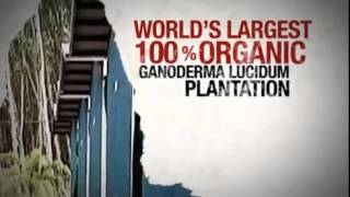 Ganoderma lucidum (pecsétviaszgomba) = Gano Excel