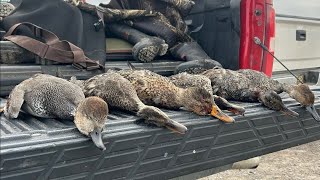 Flooded Corn Duck Hunting (Michigan 2024)