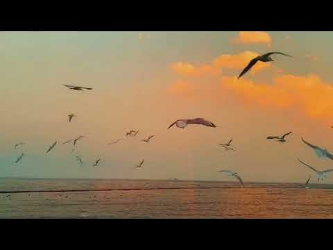 Dragos Moldovan - Ridic privirea